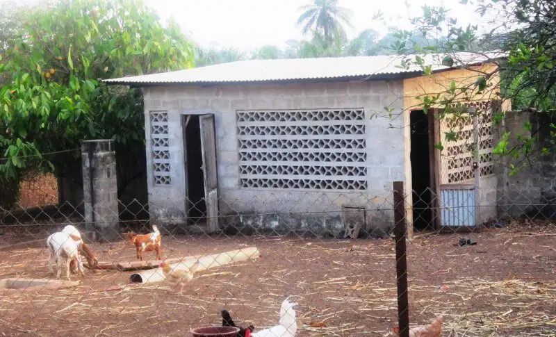 Des chèvres et des volailles dans un enclos grillagé, devant un bâtiment en parpaings